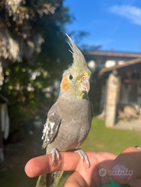 Calopsite di 3/4 mesi