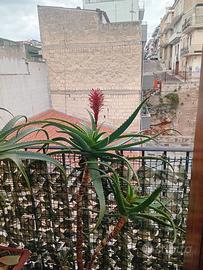 Aloe arborescens