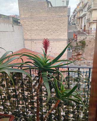 Aloe arborescens