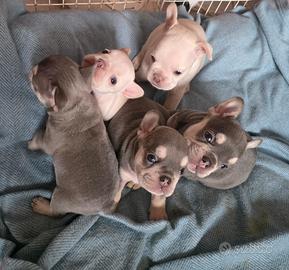 Cuccioli di Bulldog Fran (Lilac Tan e platinum)