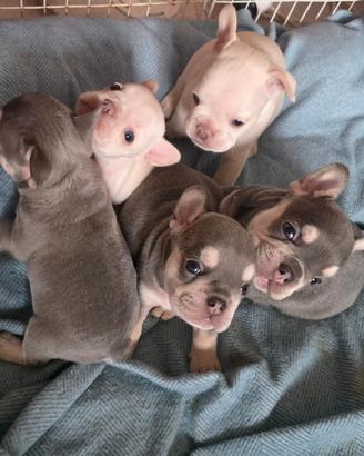 Cuccioli di Bulldog Fran (Lilac Tan e platinum)