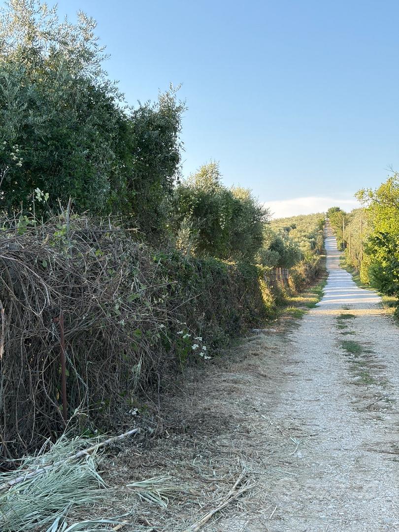 Vendita terreno uliveto palombara sabina (rm) - Altro