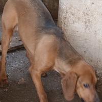 Segugio maremmano cucciolo