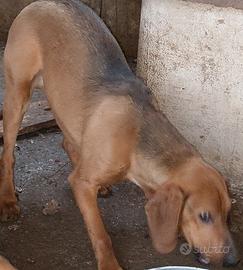 Segugio maremmano cucciolo