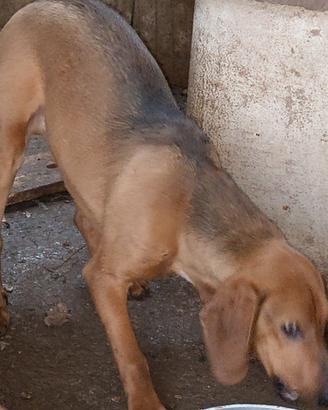 Segugio maremmano 9 mesi