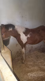Cavallo