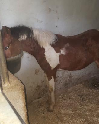 Cavallo