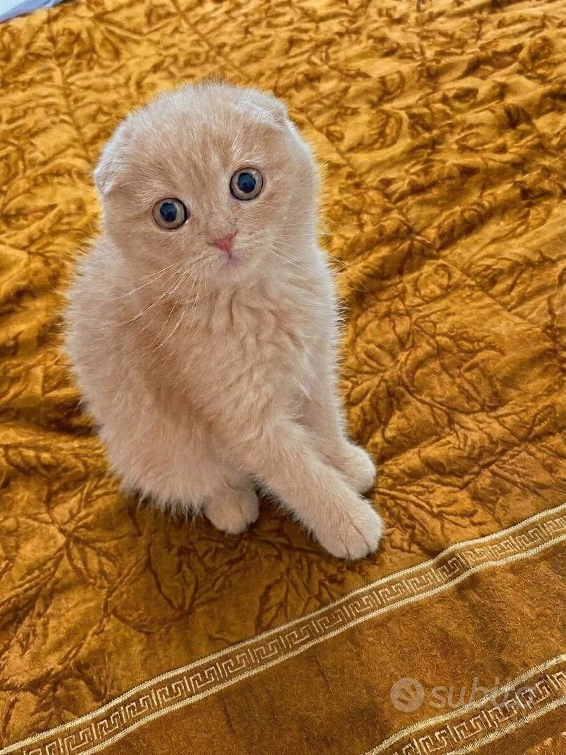 Scottish Fold - Animali In vendita a Firenze