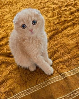Scottish Fold