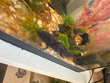 Vendita Axolotl