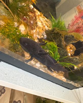 Vendita Axolotl