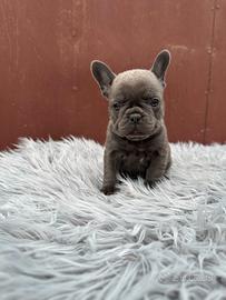Bulldog francesi blu tan merle