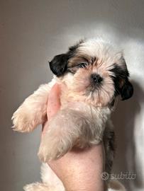 Cuccioli Shih tzu