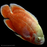 Astronotus ocellatus red albino