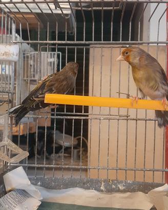 Incardellati 2025 canto misto