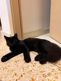 Gatto Nero Siberiano pelo lungo