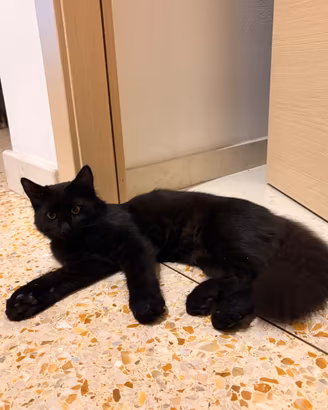Gatto Nero Siberiano pelo lungo