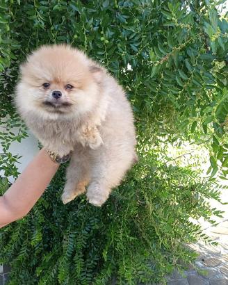 Spitz Pomerania