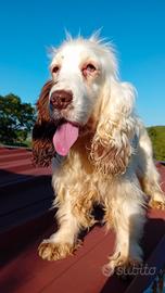 Cocker Spaniel Inglese femmina
