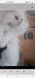 Gatto delke nevi