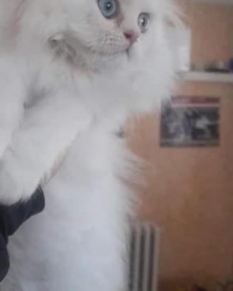 Gatto delke nevi