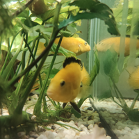 Ciclidi Labidochromis caeruleus