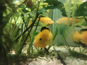 Ciclidi Labidochromis caeruleus