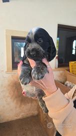 Cucciole di cocker spaniel