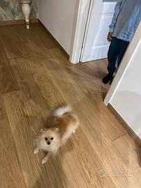 Volpino spitz