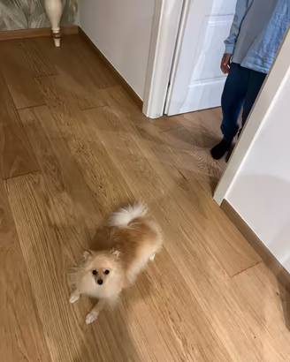 Volpino spitz