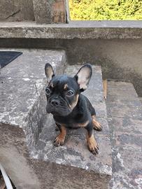Cuccioli di bulldog francesi