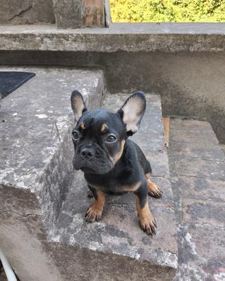 Cuccioli di bulldog francesi