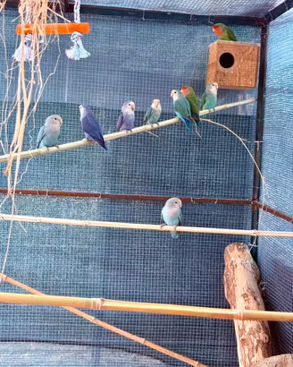 Pappagalli inseparabili