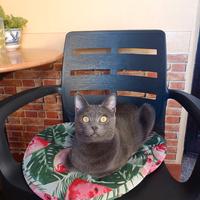 Gatto grigio