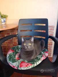 Gatto grigio