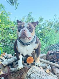 American bully pocket