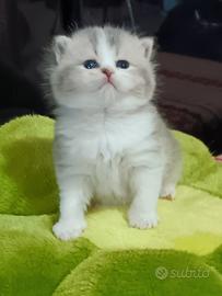 British shorthair