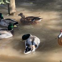 Anatre Caroline e Nane