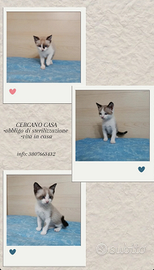 Gattini