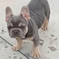 Bulldog francese lilac tan