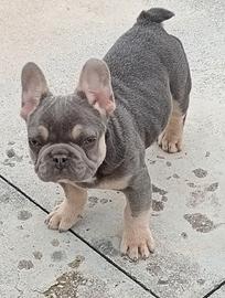 Bulldog francese lilac tan