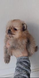 Cucciolo spitz pomerania mini mini toy