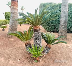 Pianta cicas