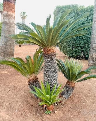 Pianta cicas