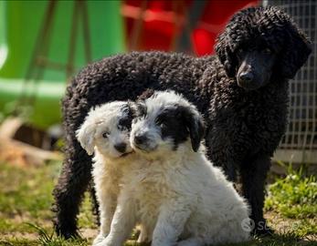 Cuccioli maltipoo maschi femmine