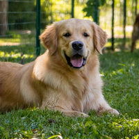 Golden Retriever per monta