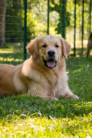 Golden Retriever per monta