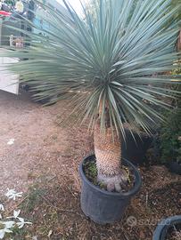 yucca rostrata