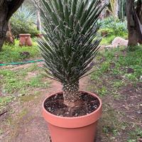 YUCCA FILIFERA
