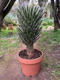 YUCCA FILIFERA